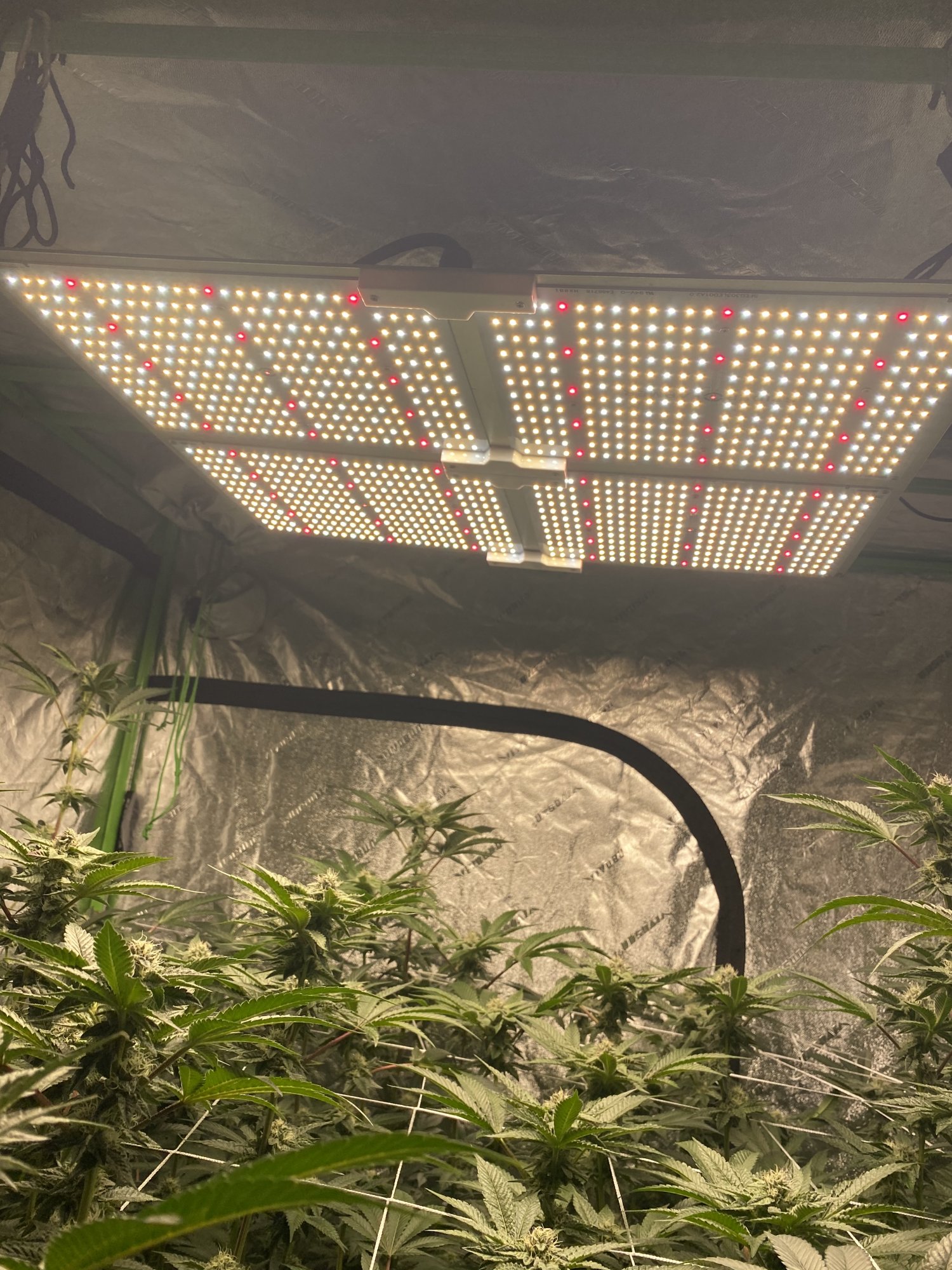 Moneymakinevs 10x10 grow 2