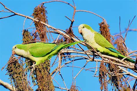 Monk parakeet