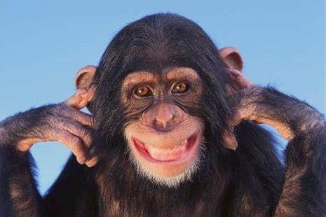 Monkey after a sht