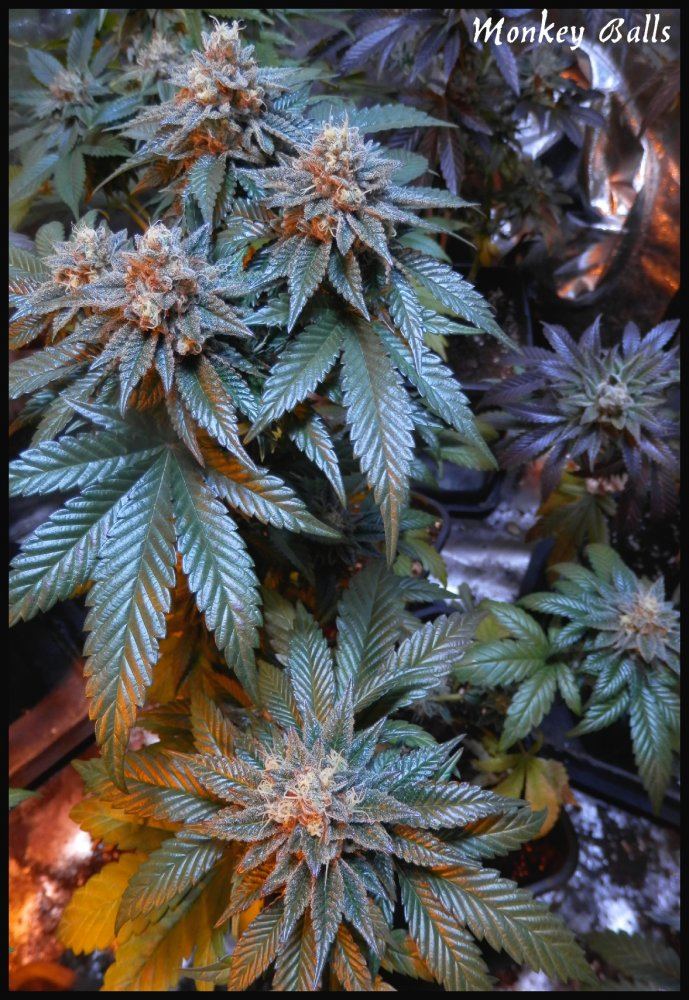 Monkey Balls 59 days   1