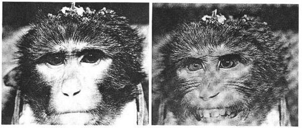 Monkey Mind Contol