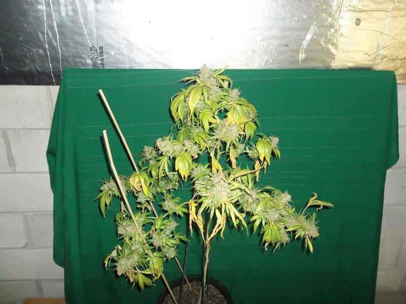 Monkey paw1