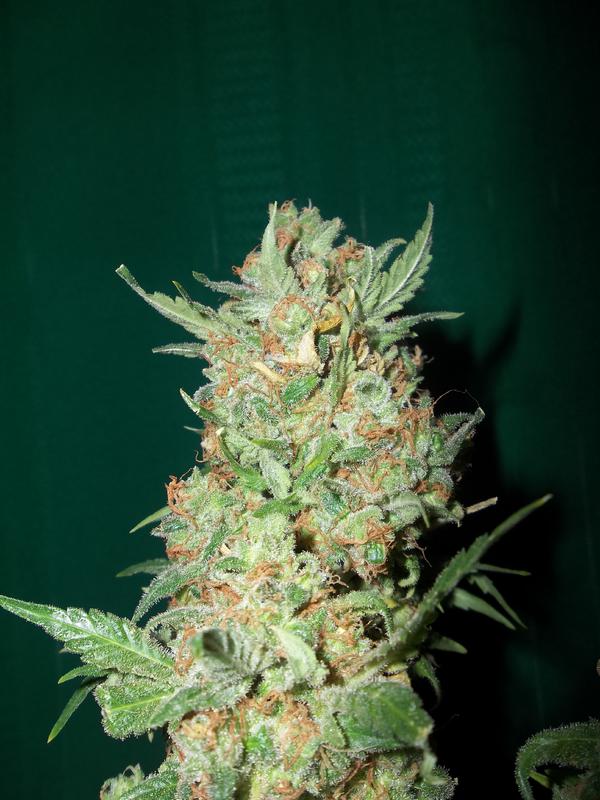 Monkey paw2