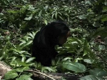 Monkey with a doll head2