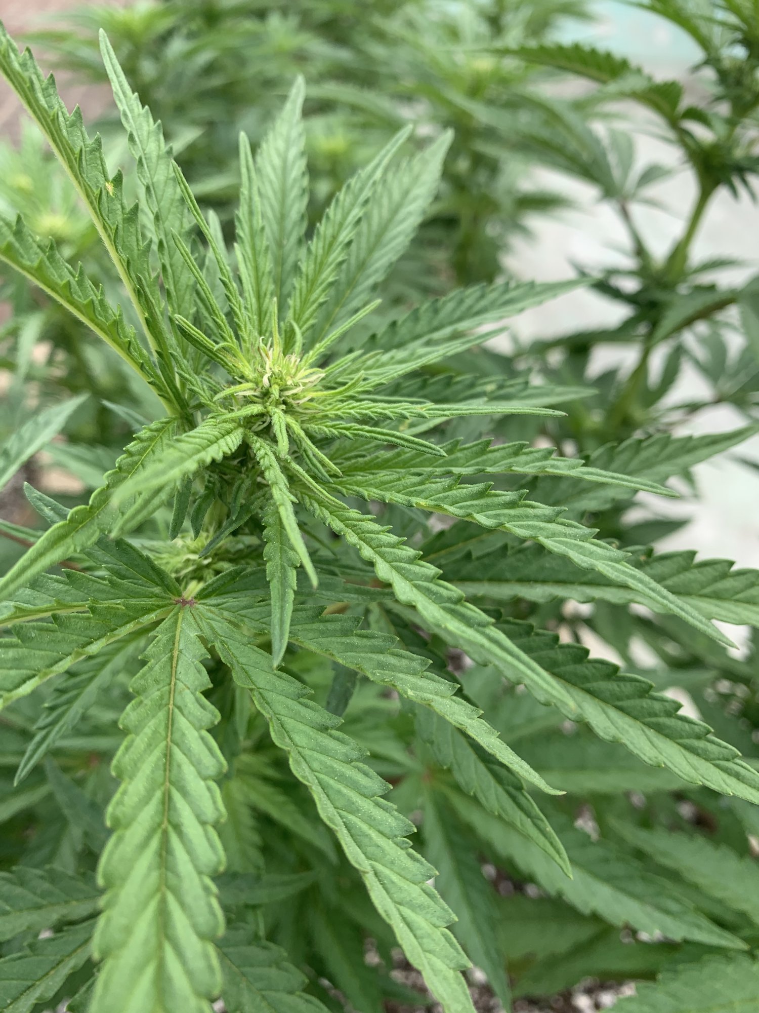 Monster bruce banner already flowering 3