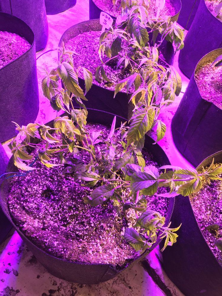 Monster crop dragging me behind 3