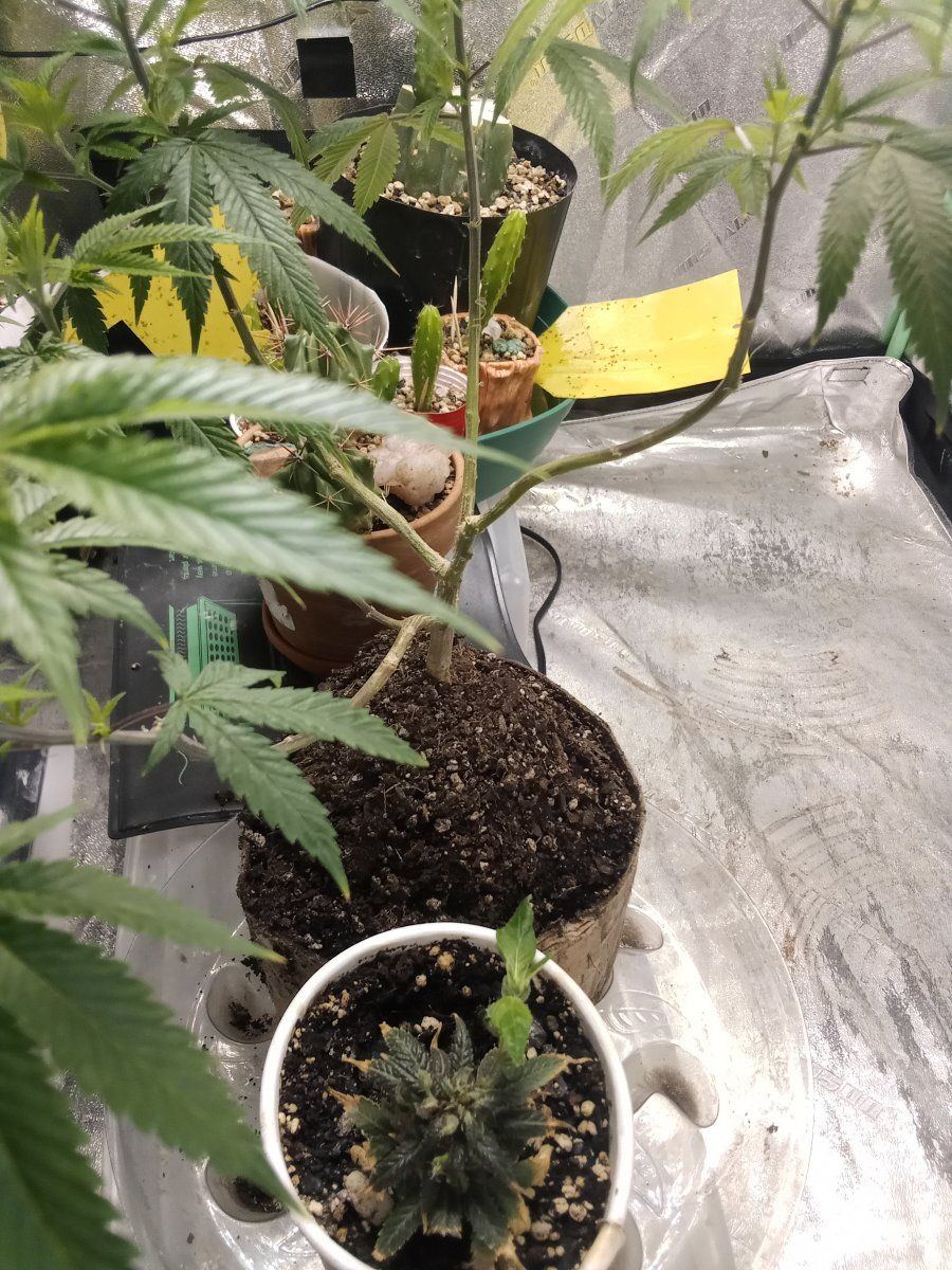 Monster cropped plants 3 leaf growth normal 2