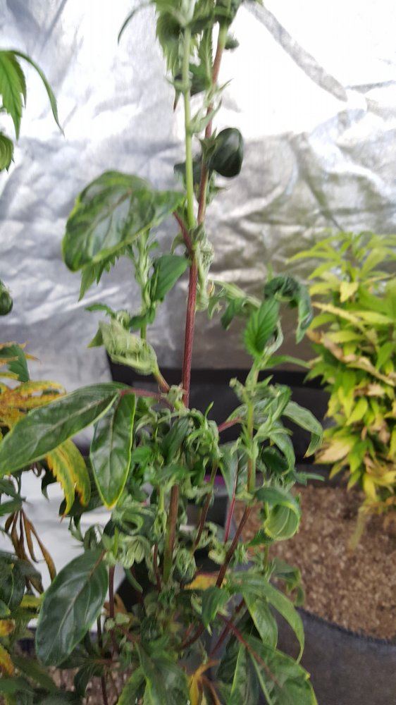 Monster cropping pruning 3