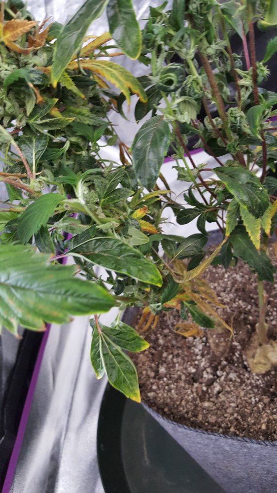Monster cropping pruning 4