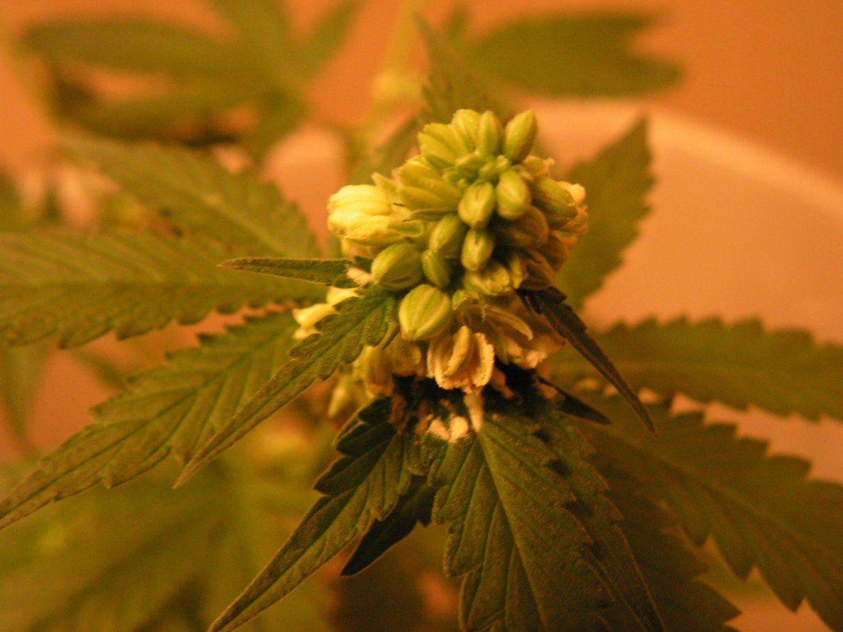 MONSTER MALE6 FULL POLLEN