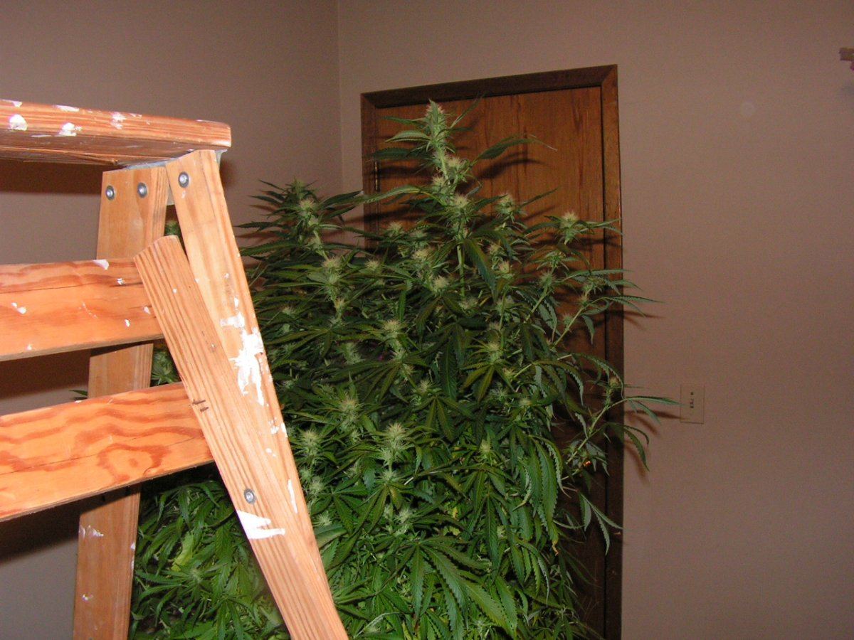 Monster salmon3