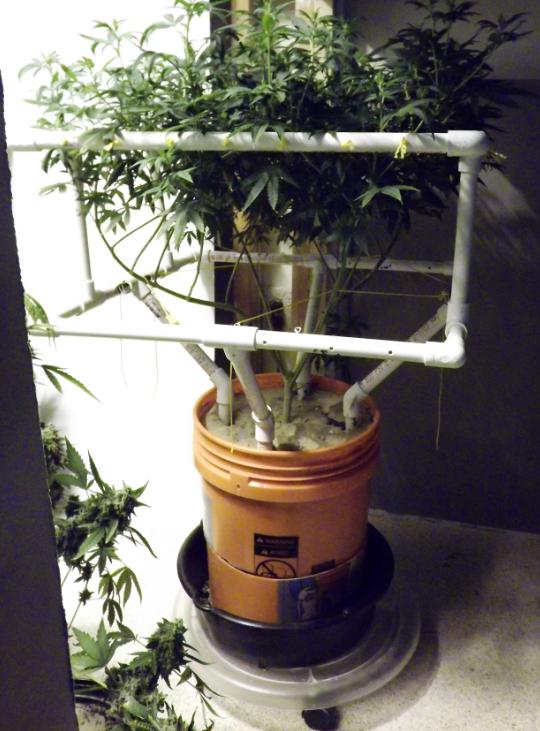 MonsterSCROG