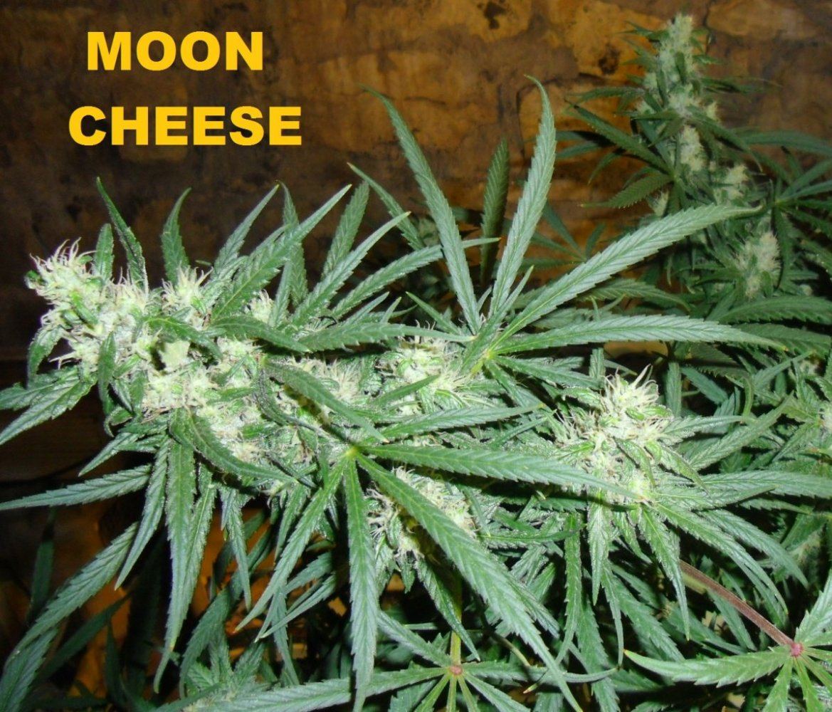 Moon cheese 005