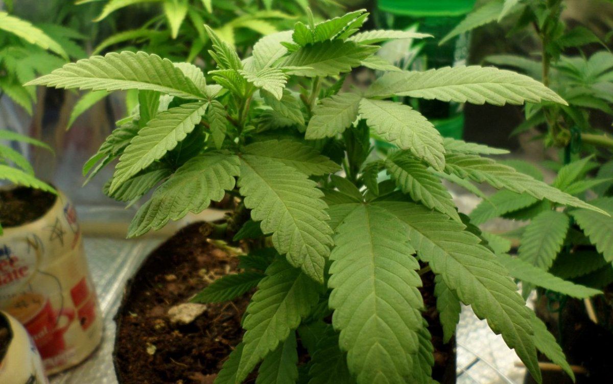 MoonDawgReVeg1