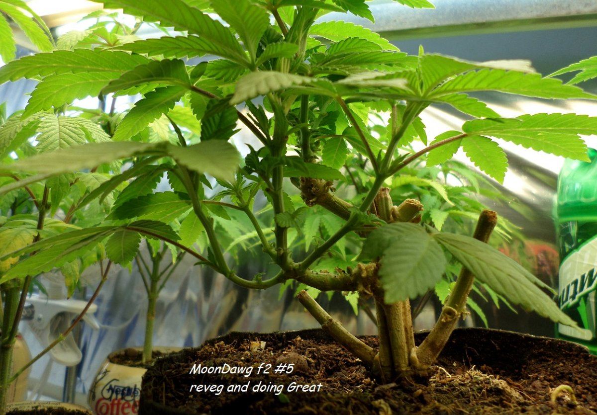 MoonDawgReVeg2