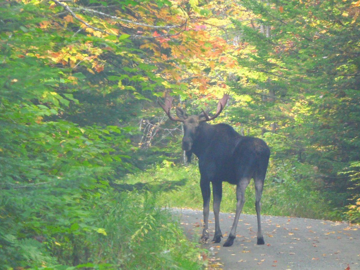 Moose