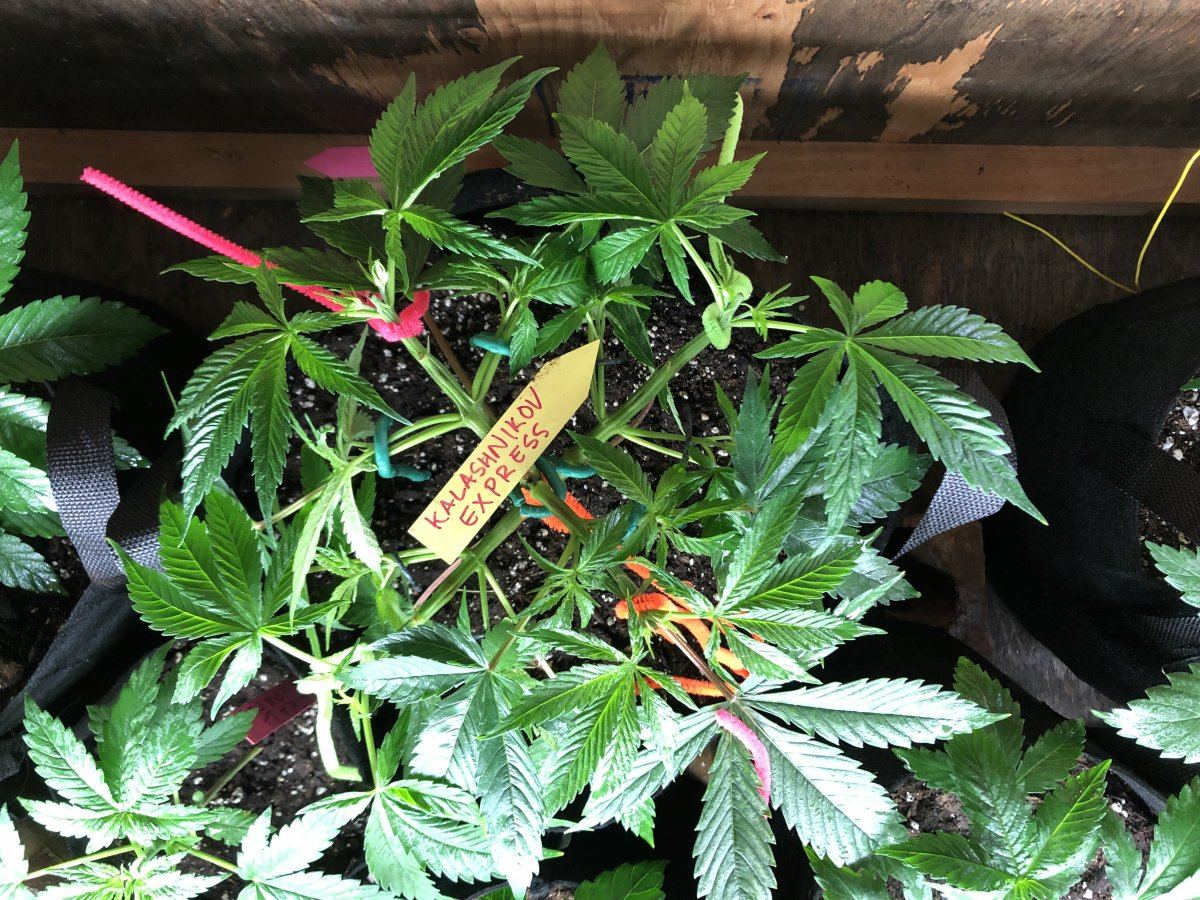 Moosefarts outdoor grow 2019 10