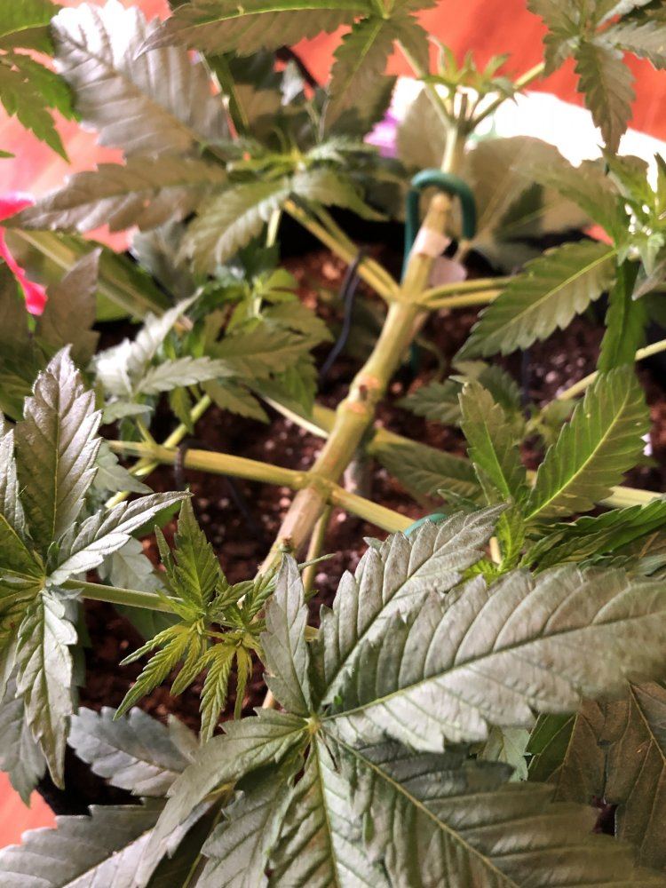 Moosefarts outdoor grow 2019 11