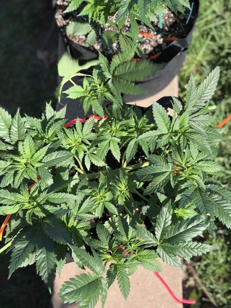 Moosefarts outdoor grow 2019 12