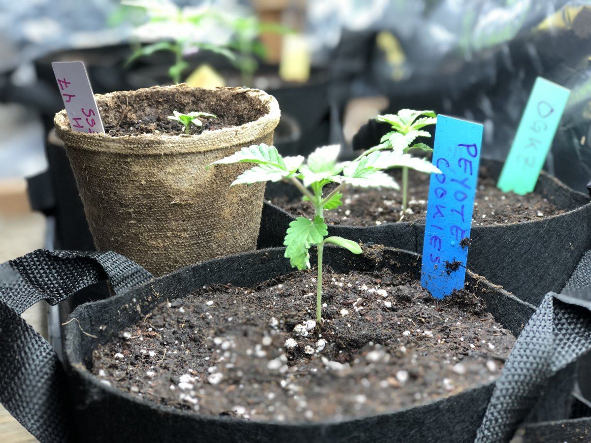 Moosefarts outdoor grow 2019 3