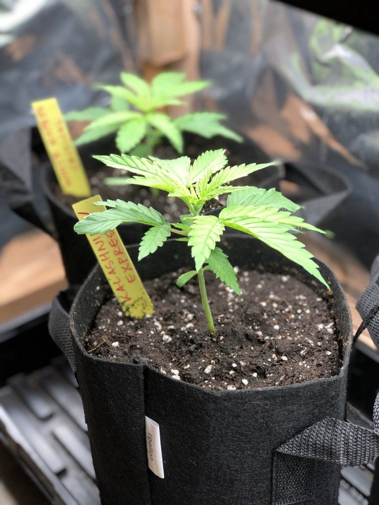 Moosefarts outdoor grow 2019 5