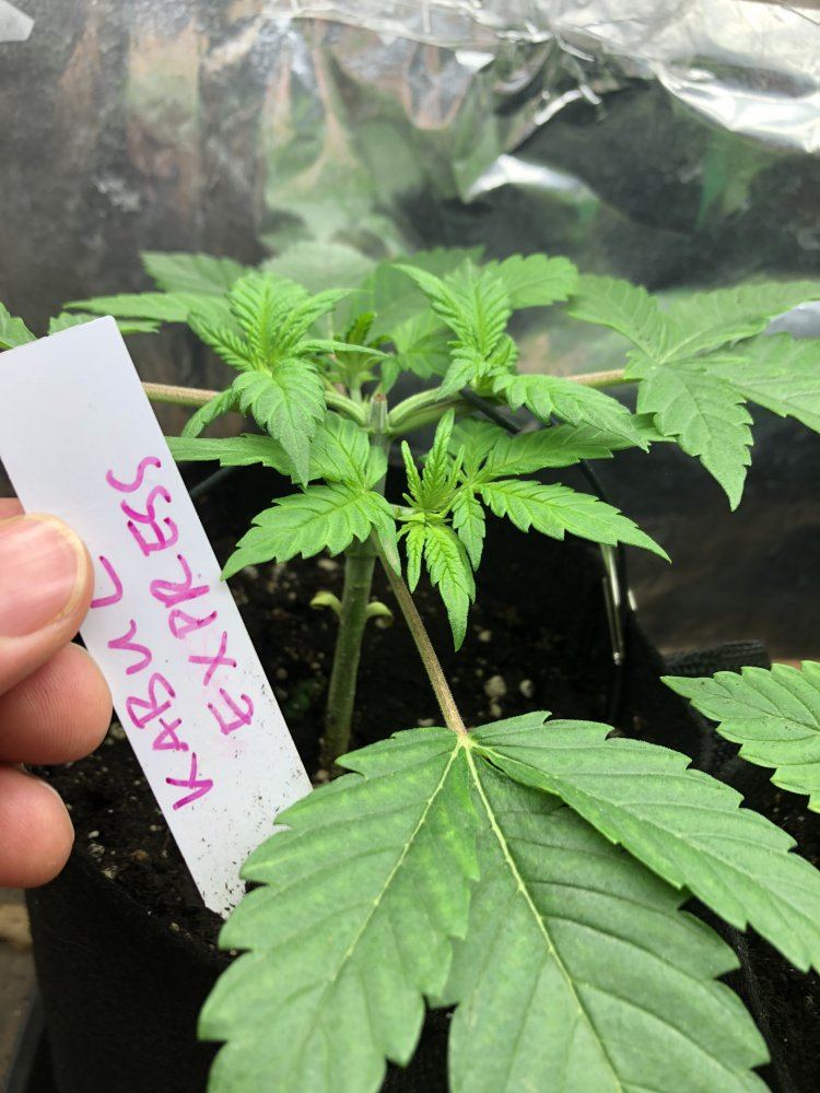 Moosefarts outdoor grow 2019 6