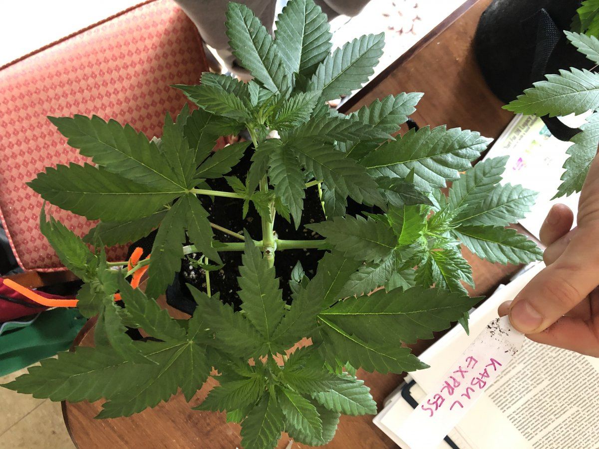Moosefarts outdoor grow 2019 7