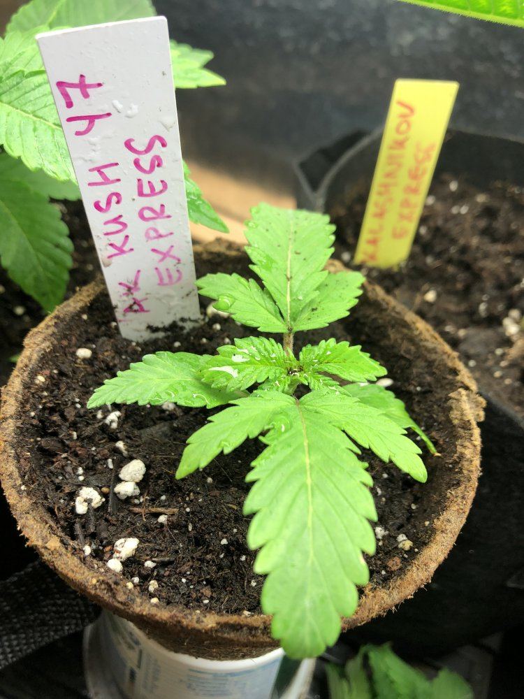 Moosefarts outdoor grow 2019 8