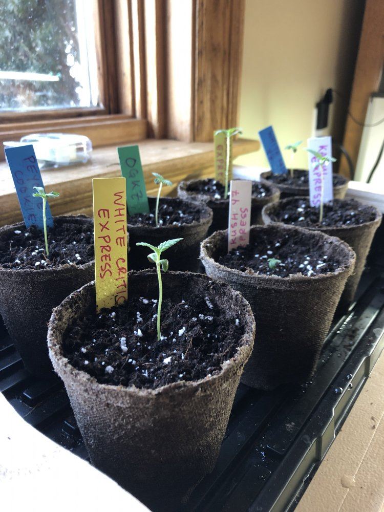 Moosefarts outdoor grow 2019