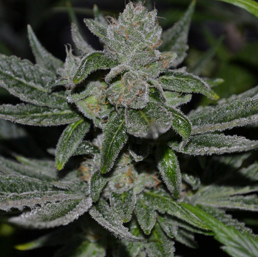More cropped