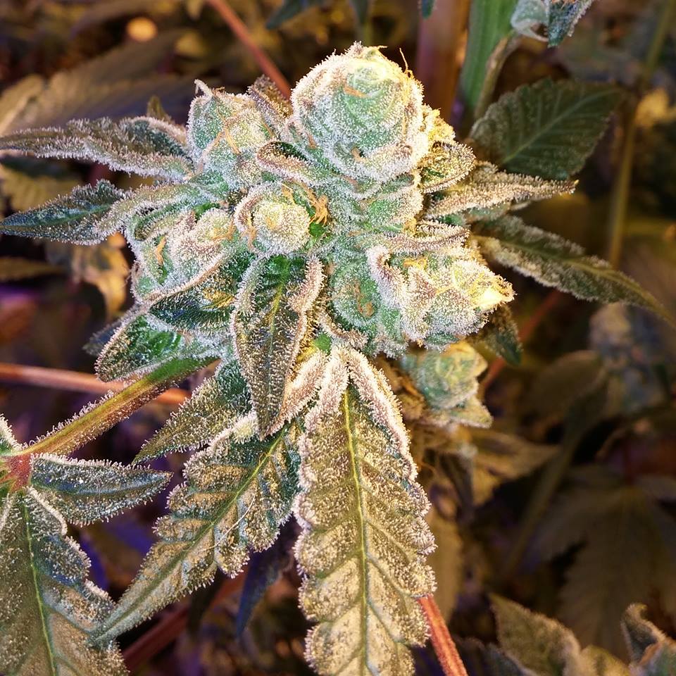 More og