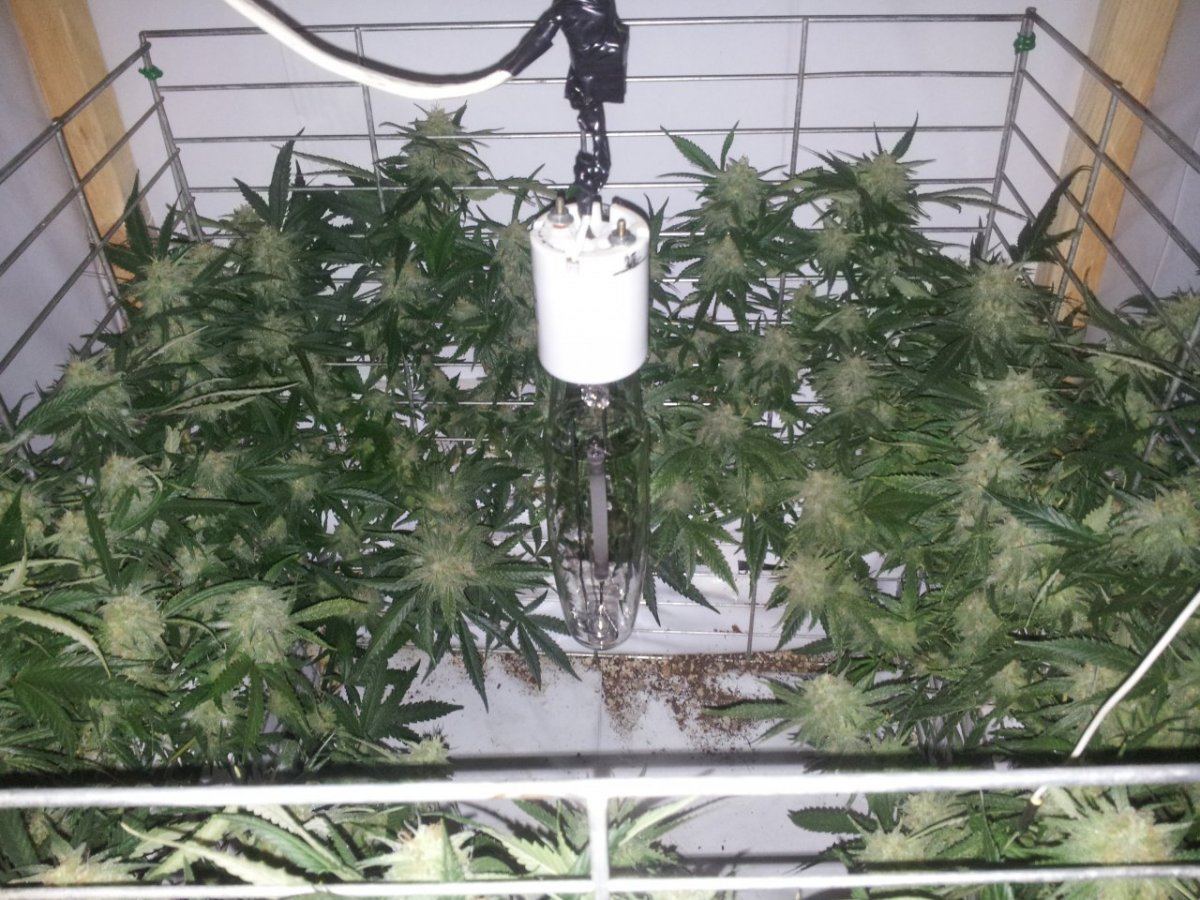 More veg next run