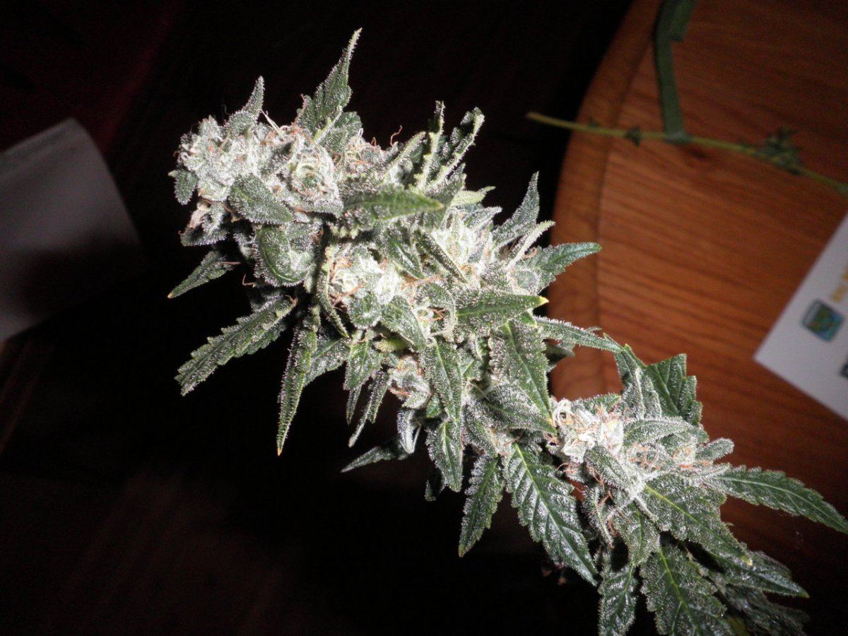 More Week 7 sourgrape
