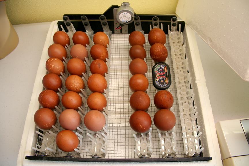 Moreeggs
