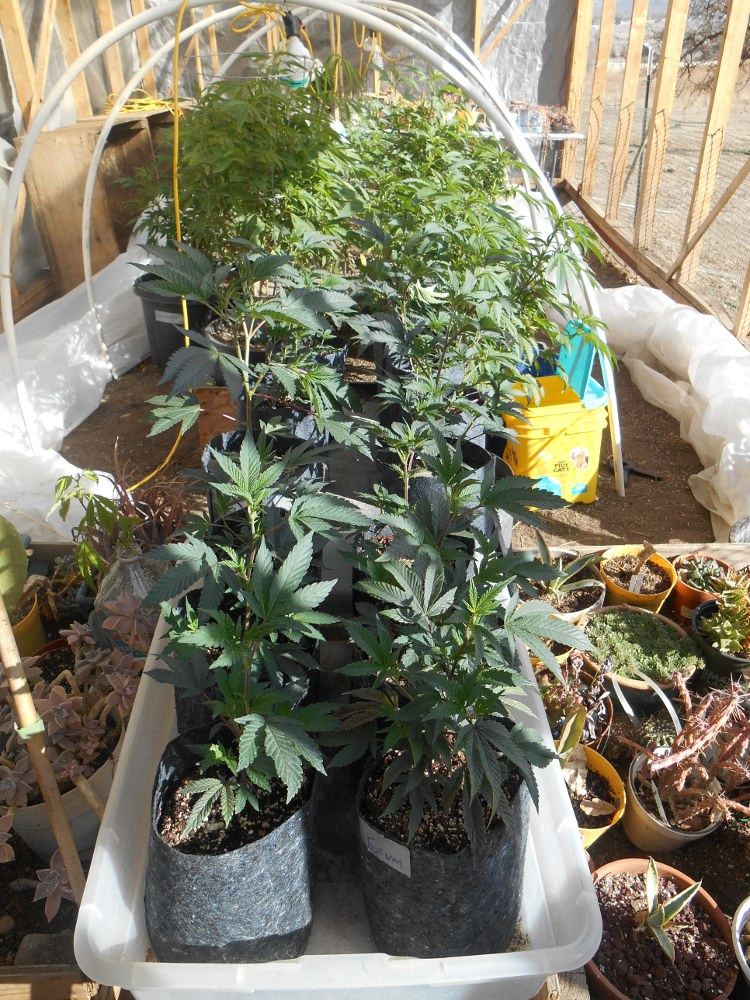 MoreplantsintheGH16