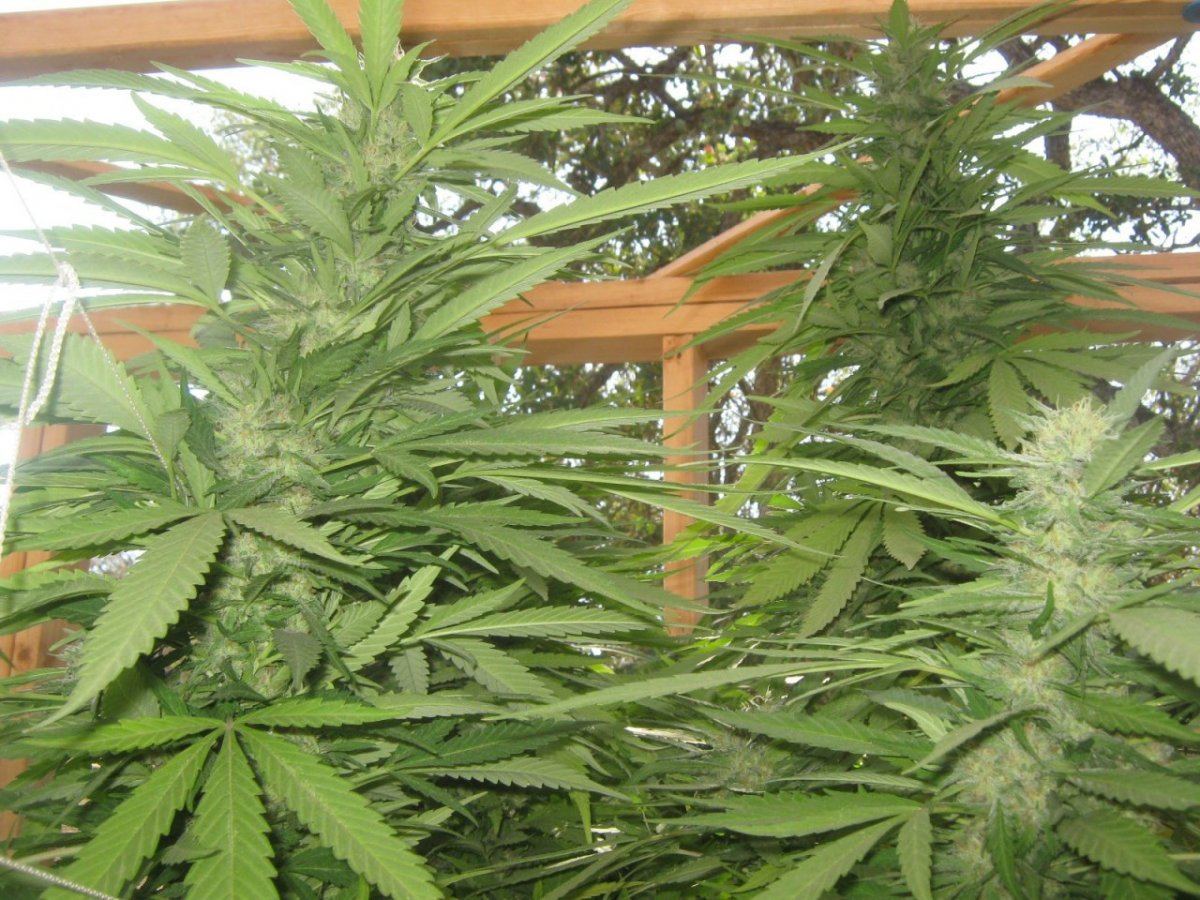 Moretropicomatops