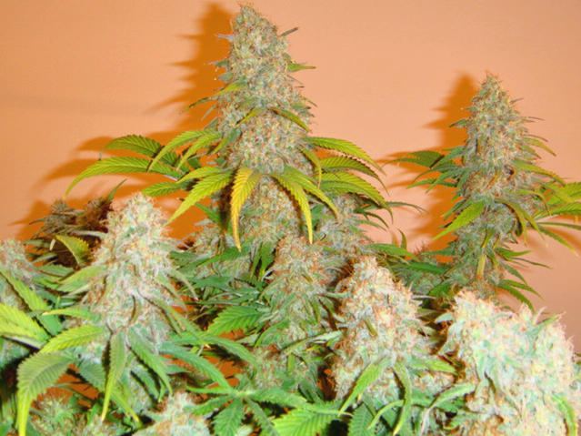 Moscaseeds   Cinderella 99