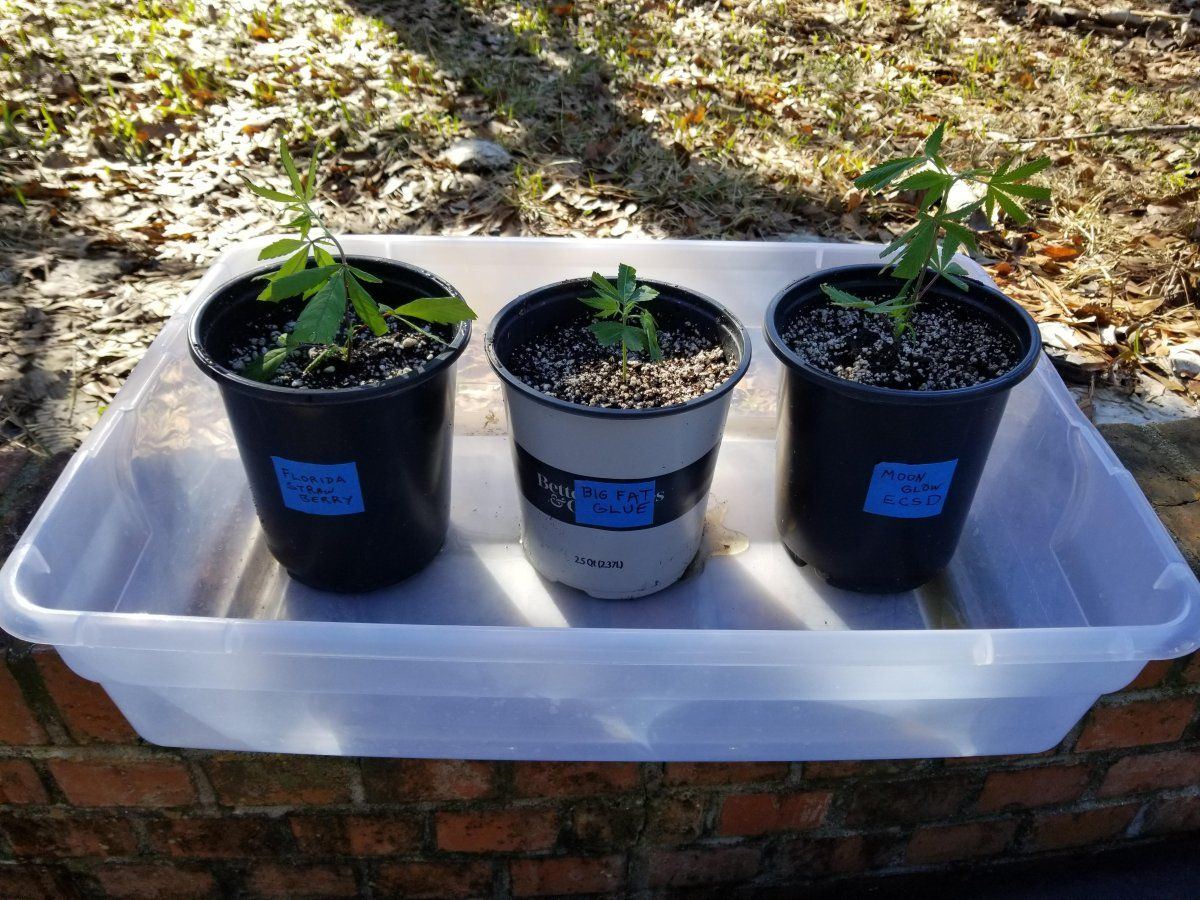 www.thcfarmer.com