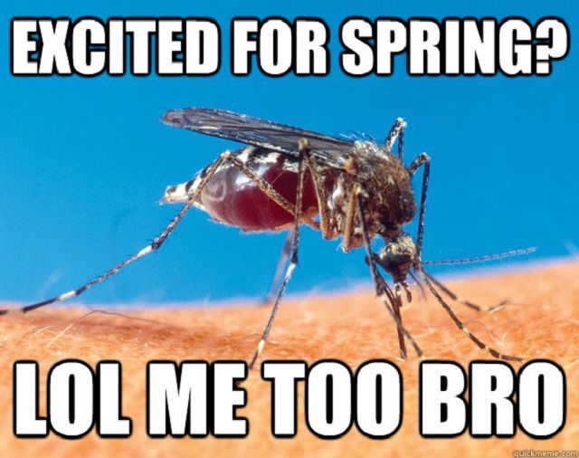 Mosquito spring 56f154c83df78ce5f83be218