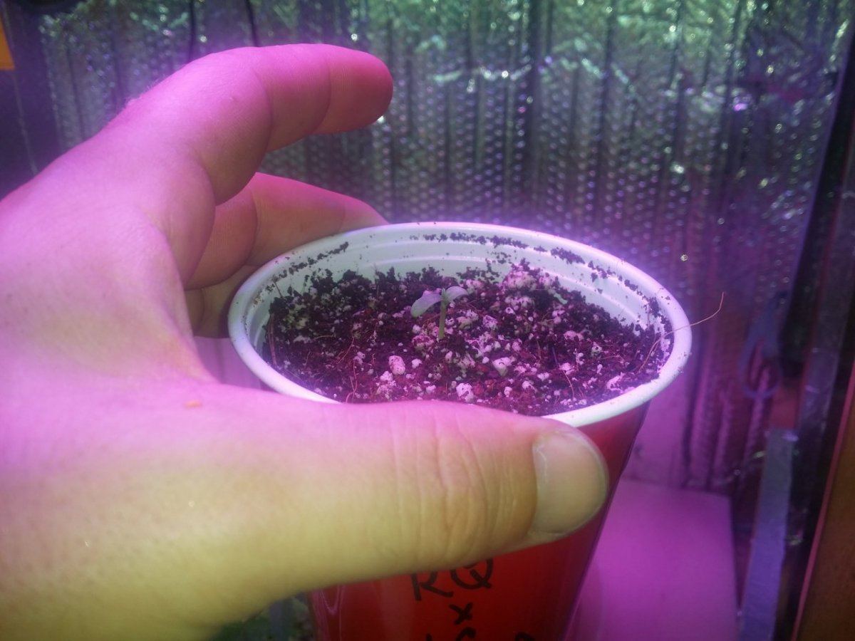Motas killer queen x lung candy 3