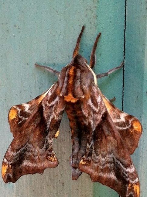 Moth