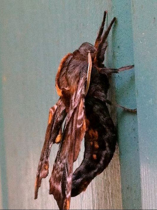Moth1