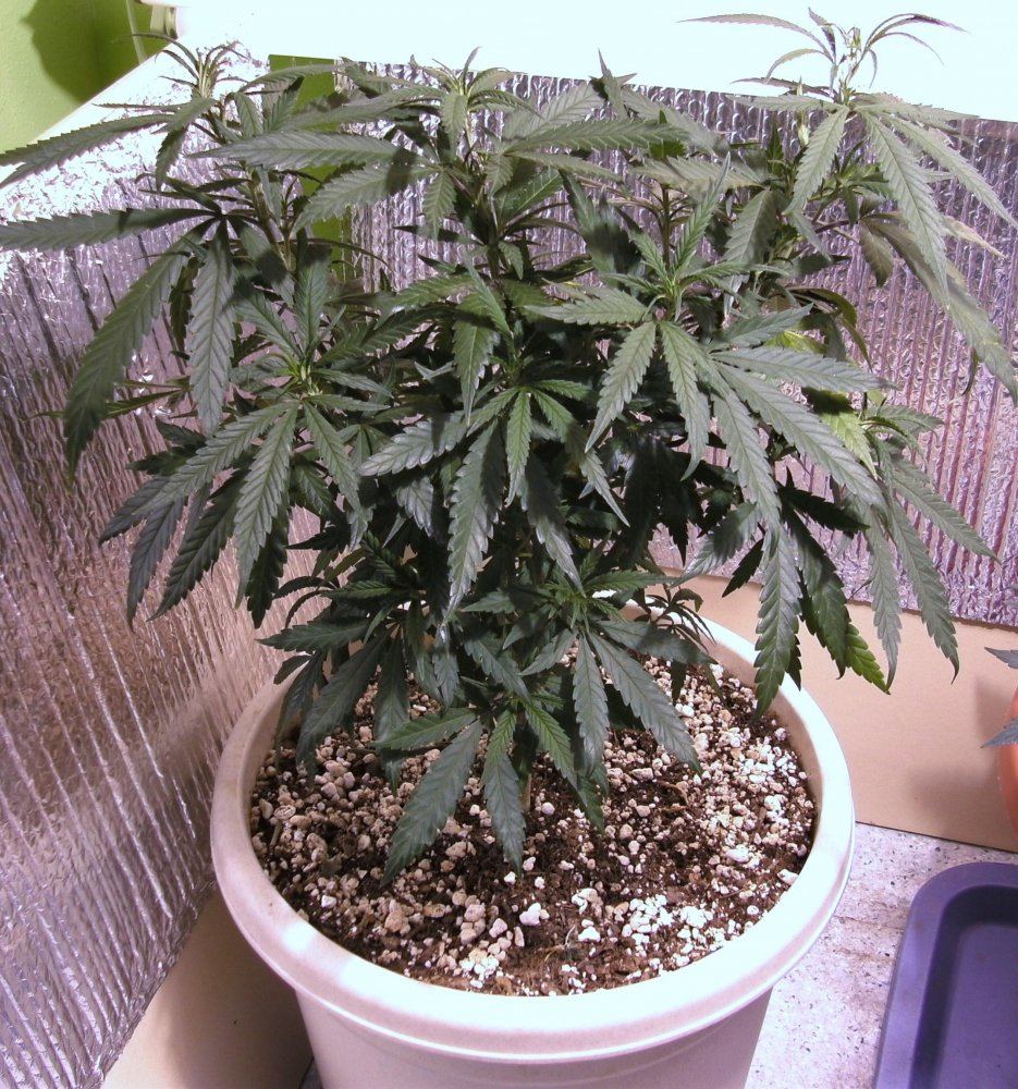 Mother plant 001
