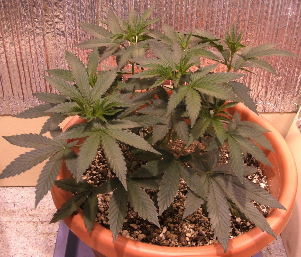 Mother plant 002