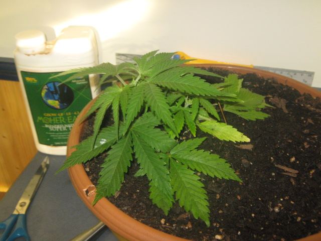 Mother plant in soil or hydro 2