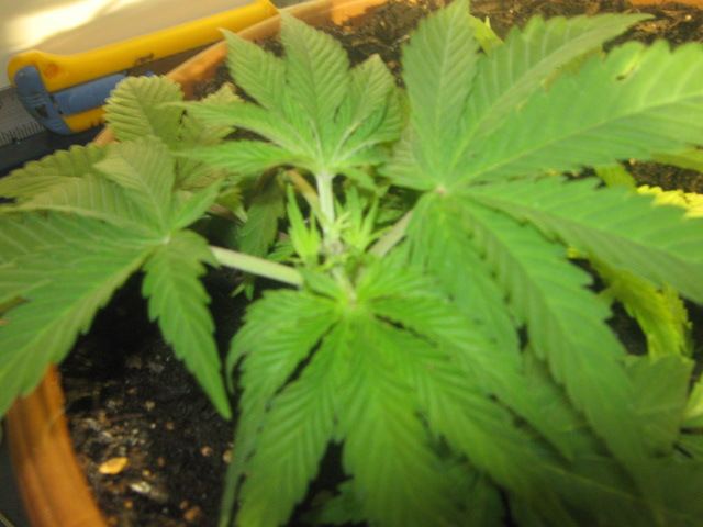 Mother plant in soil or hydro