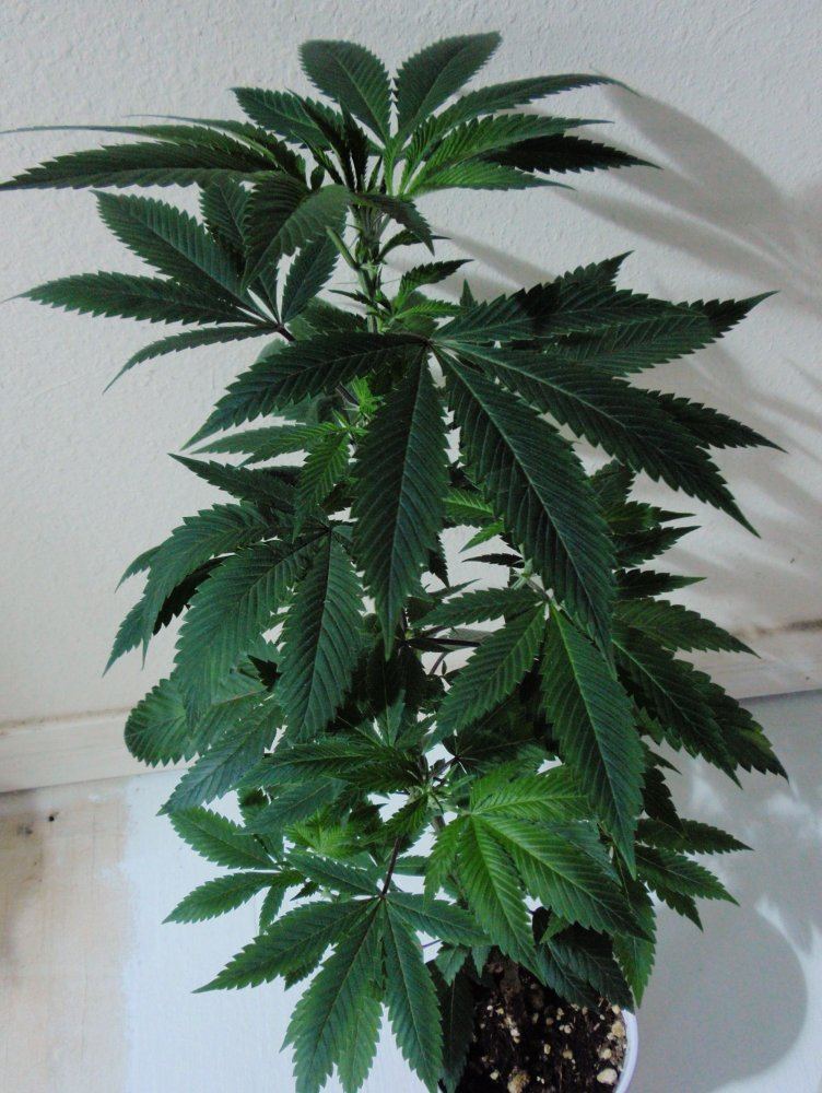 Motherlode test flowering in tents some moms and other goodies 7