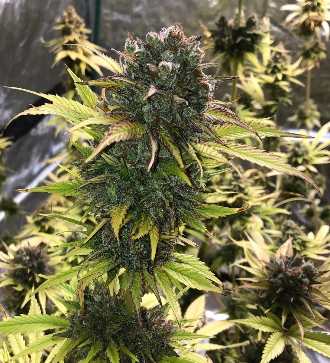 MotherlodeKush cu