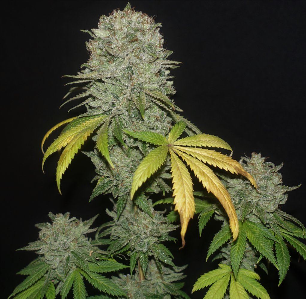 Mothers Milk 2 flash   Copy