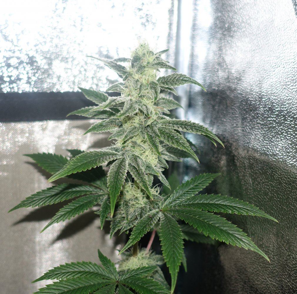 Mothers milk 3   Copy